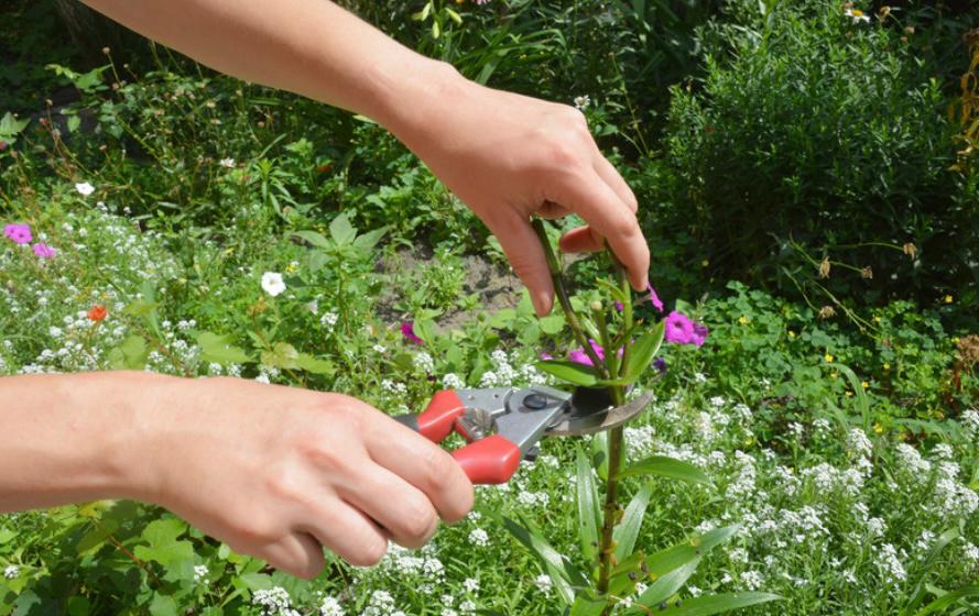 Cut Flower Perennial Webinar
